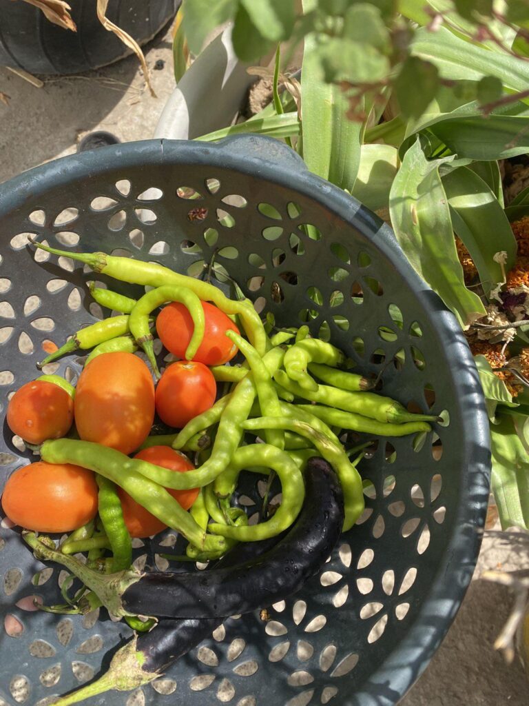Something I got from my garden🫡