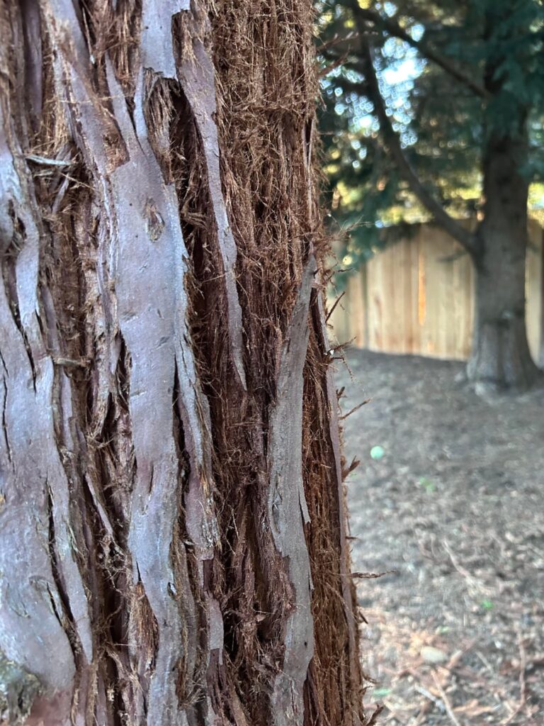 What’s going on with this tree? What’s going on with this tree?