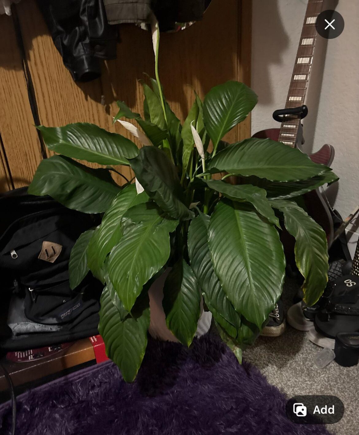 Tips on caring for my peace lily? Tips on caring for my peace lily?