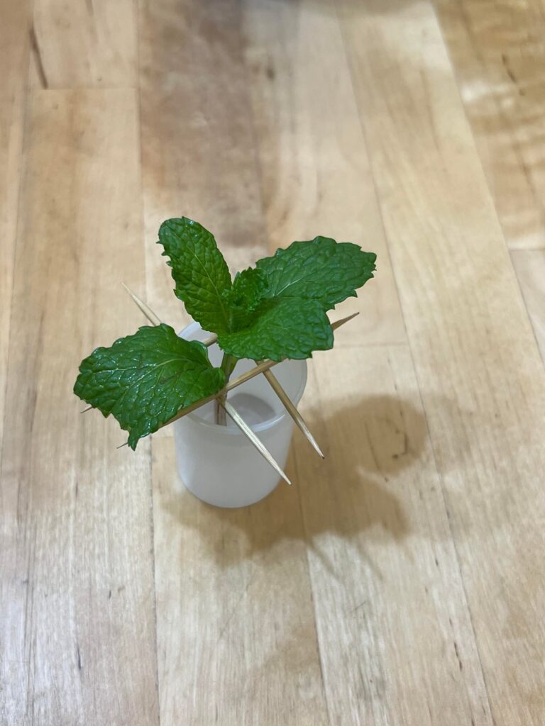 Help with my lil indoor mint plant Help with my lil indoor mint plant