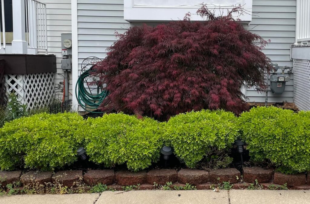 Did they trim my Japanese maple too much? Before & after pics