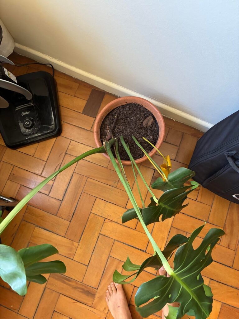 Help, what does my monstera need?