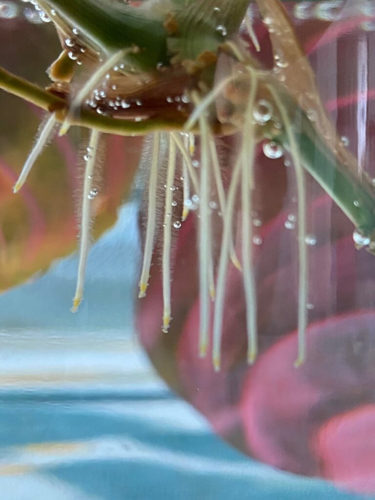 Prayer Plant water prop: Ready for soil transfer?