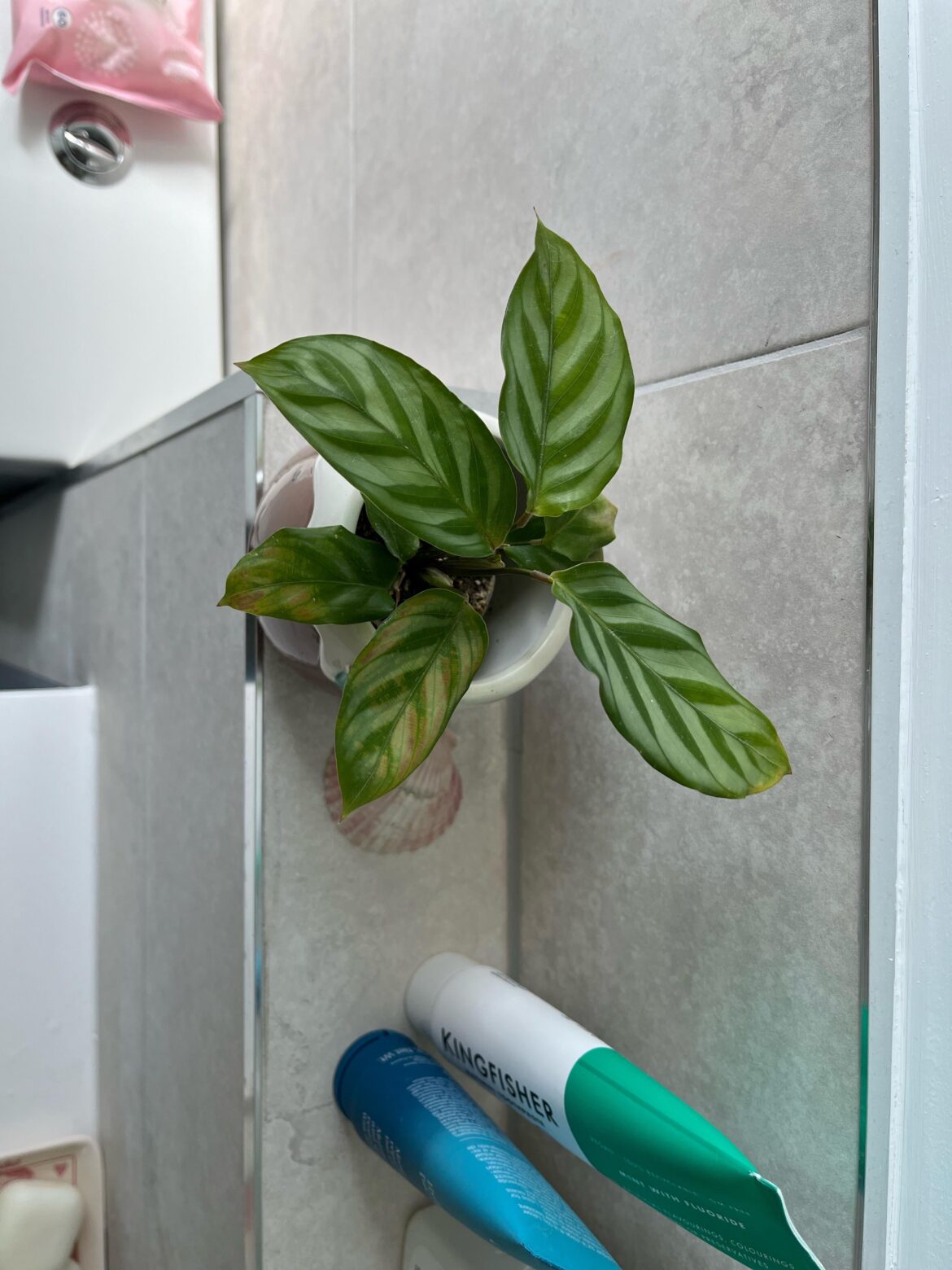 Calathea