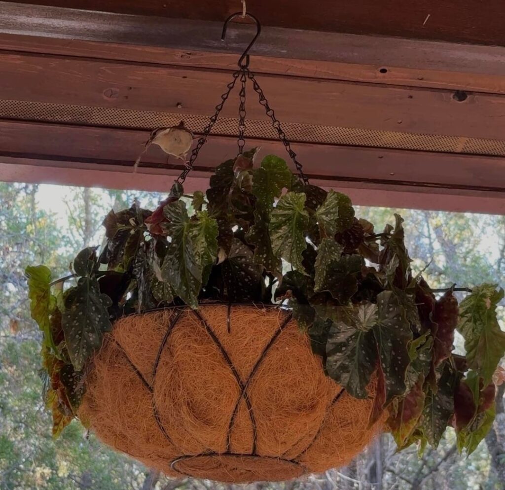One of my hanging basket begonias has a new tenant ❣️