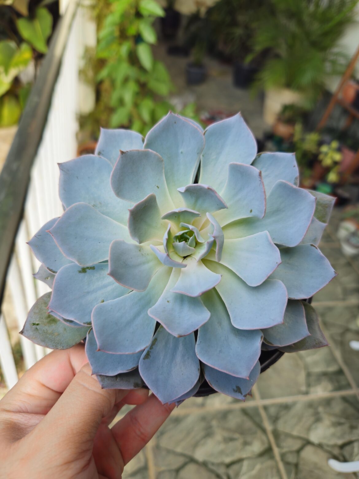 ID for this beauty?