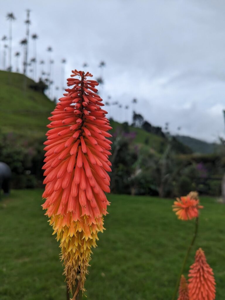 Colombian flowers