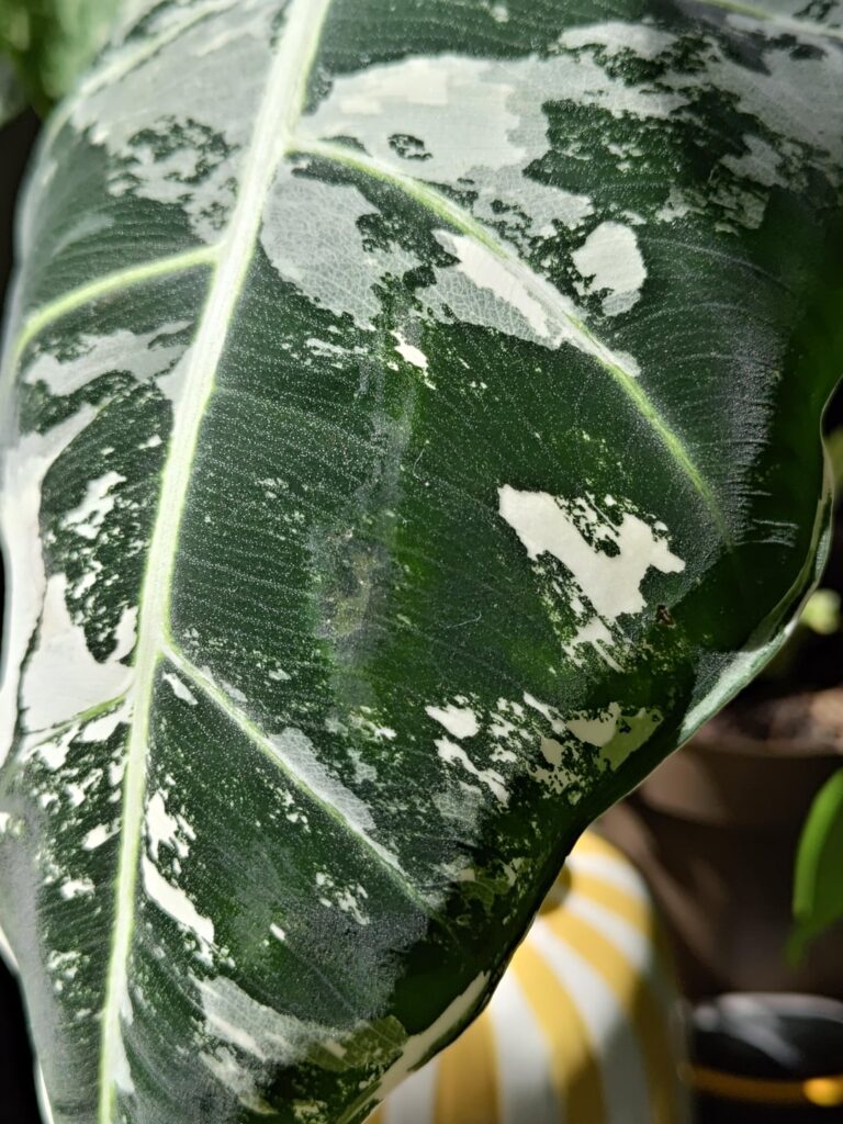 what are those spots??