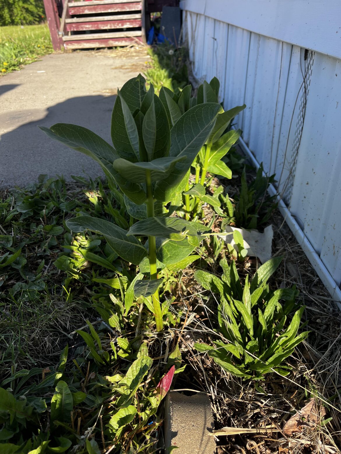 Found this plant out on the side of my home, wondering what it might be