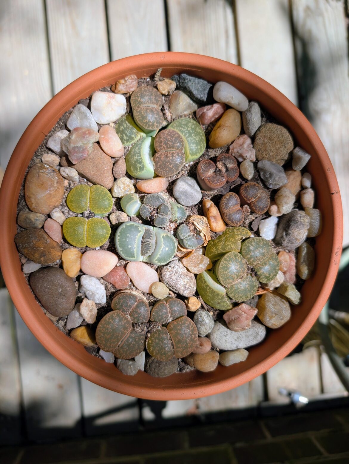 Nothin to see here, just a bunch of little rock butts 🍑