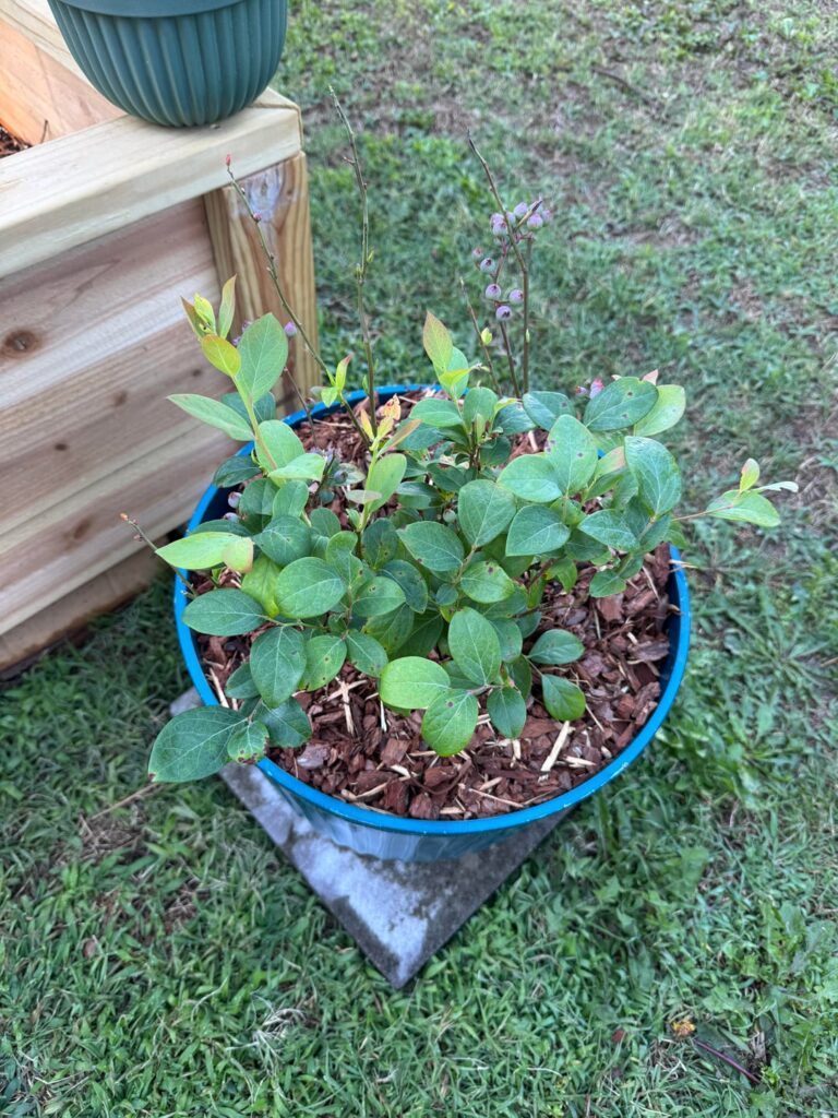 First time gardener First time gardener