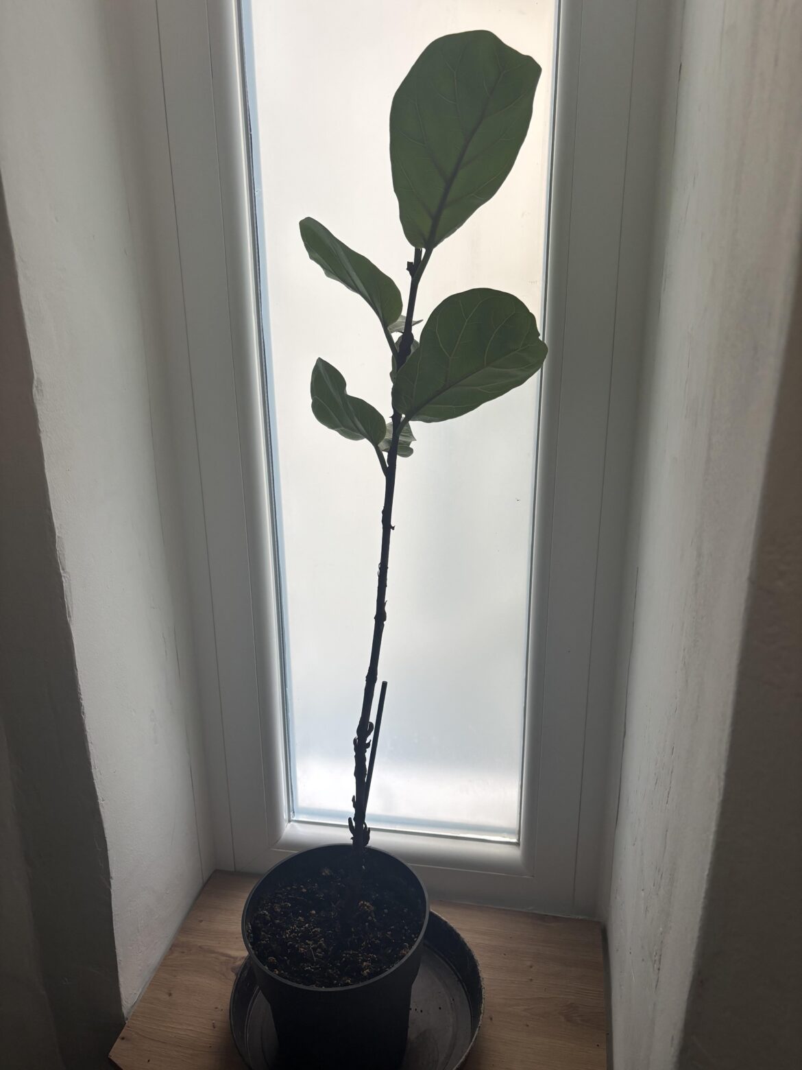 How could I repopulate with leaves the lower part?