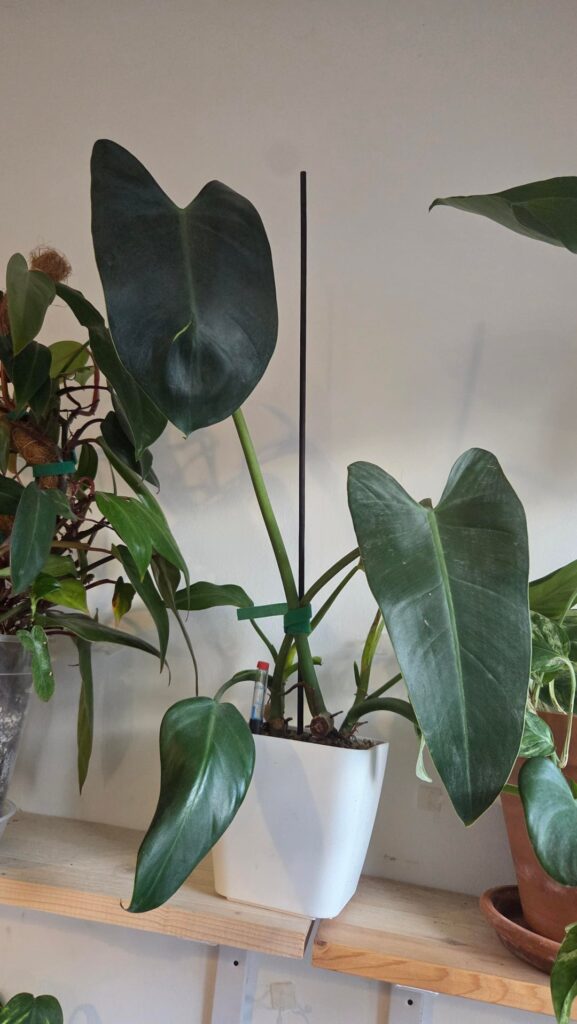 Can someone help me ID this Philodendron?