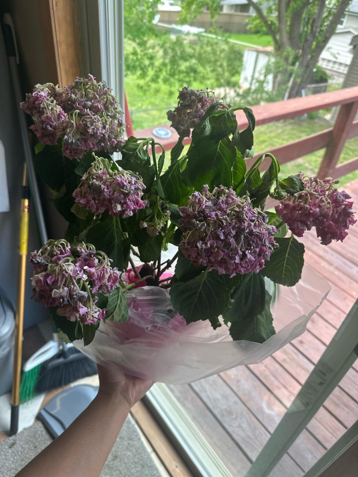 What kind of plant is this and how do I take care of it?