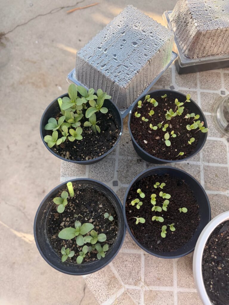 regular dirt growing better than soil