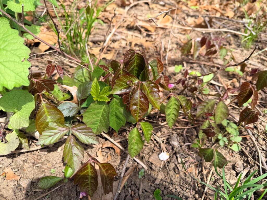 Poison oak? Massachusetts