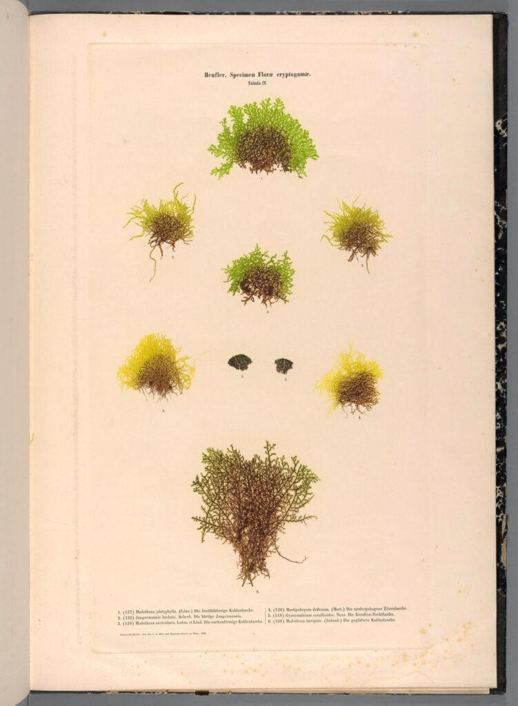 This is one of my favorite types of botanical art, it's called "Naturselbstdruck" which means "Nature Self-Printing" which used actual specimens to create high-fidelity plates used for printing in numbers. Plates 1-7 are by Ludwig Heufler (1855) and photos 8-16 are by Alois Auer (1853)