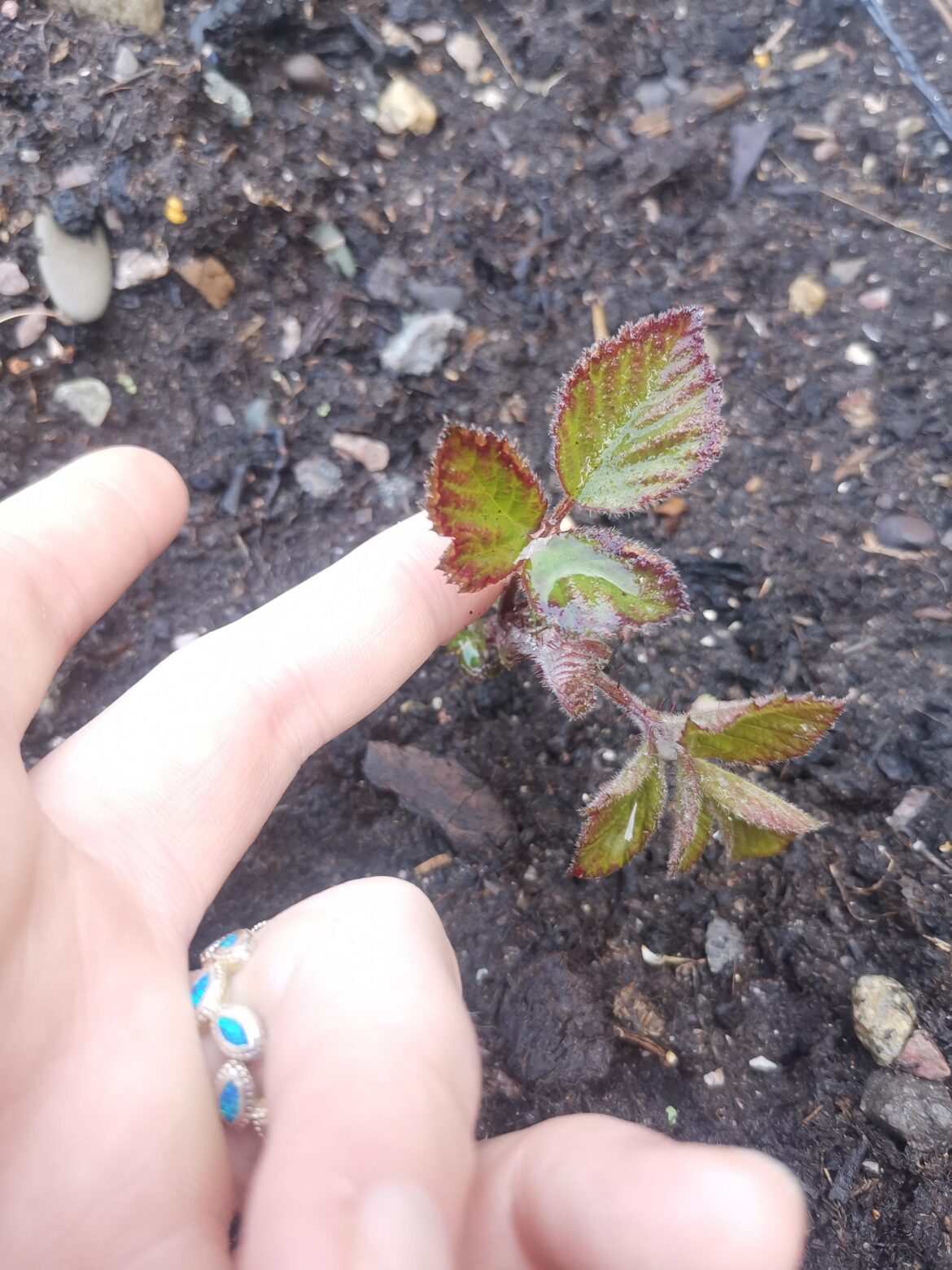 What is this? (North west England)