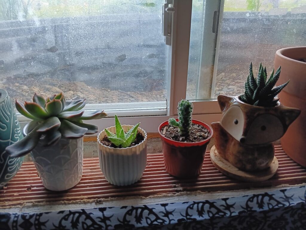 New plants🪴🌵