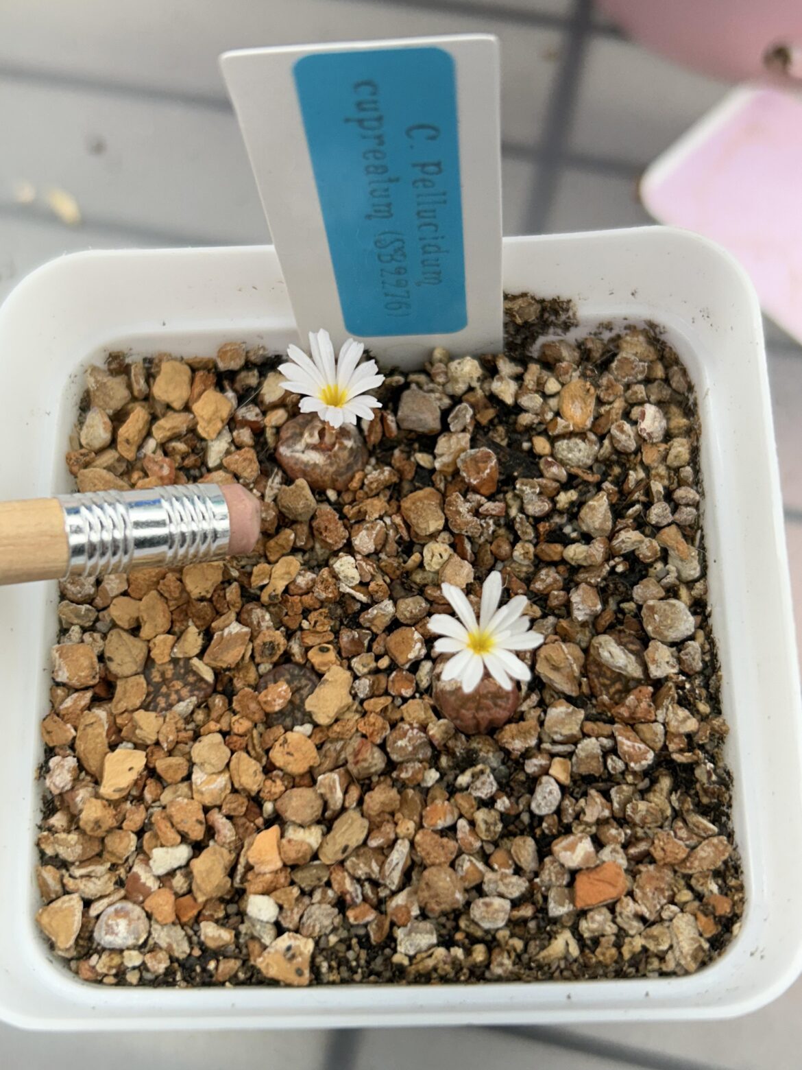 Two tiny flowers