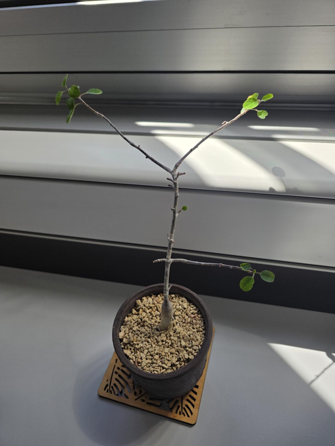 Euphorbia arteagae care
