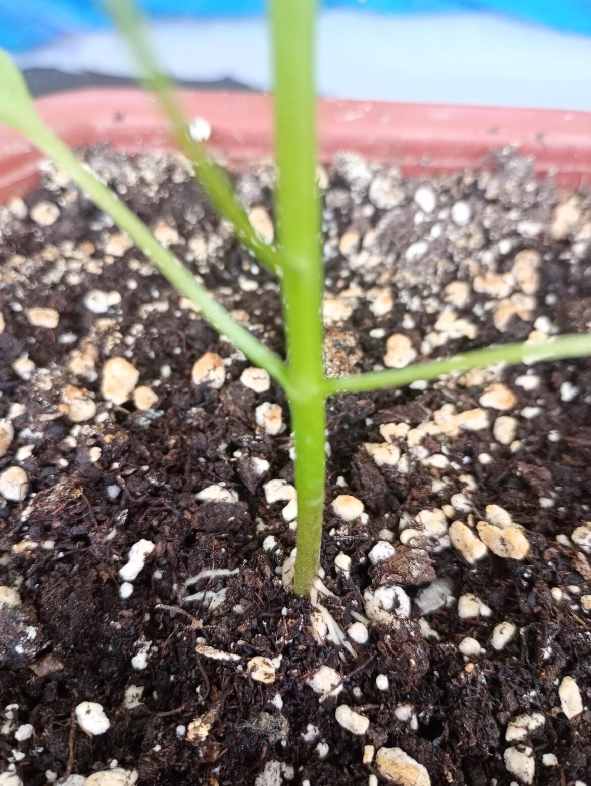 Jalapeno plant issue