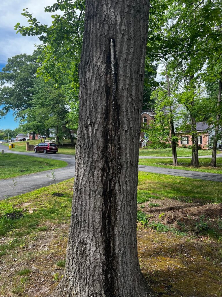 Tree leaking