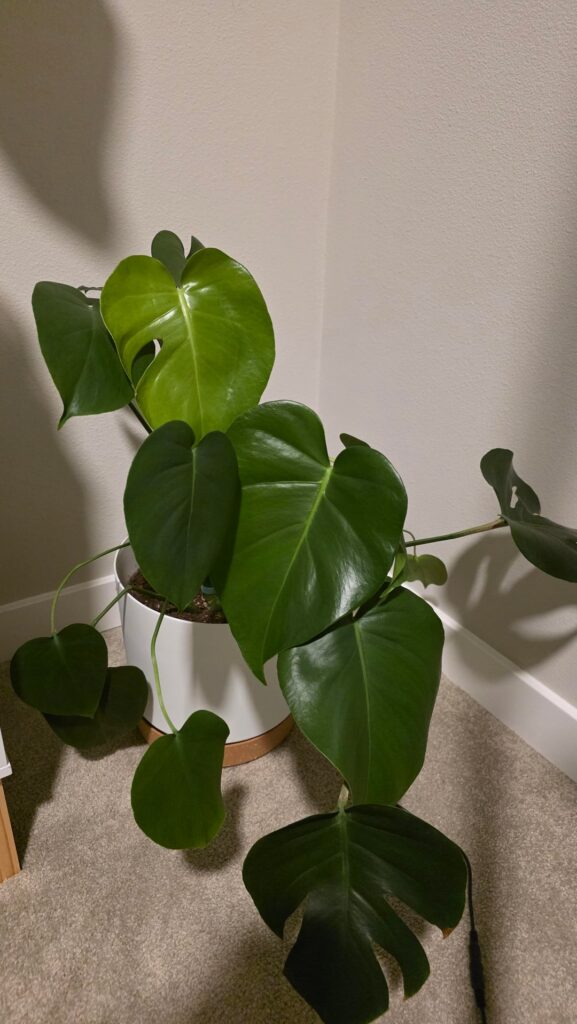 Help! Where’s the back of my Monstera? Help! Where's the back of my Monstera?