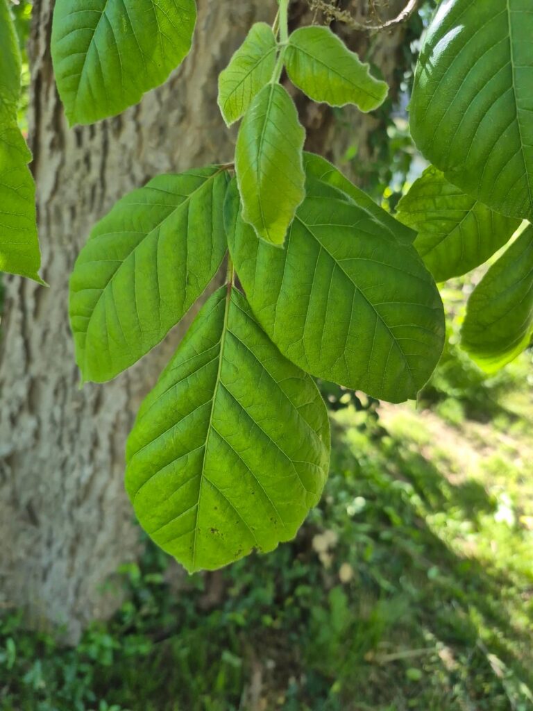 Is this Poison Ivy Is this Poison Ivy