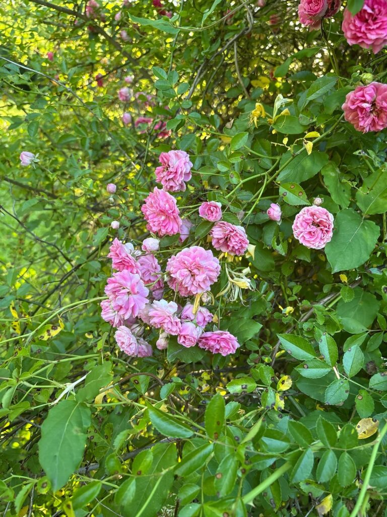 Roses? Greenwood County, SC