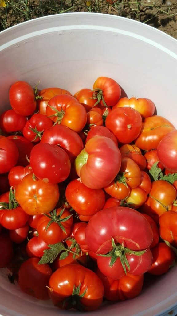 What are they called? they grow different from the rest🍅