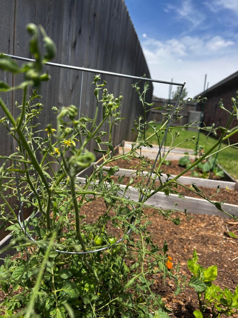 Both my heirloom and cherry tomato plants have shriveled leaves at the top. Help? Both my heirloom and cherry tomato plants have shriveled leaves at the top. Help?