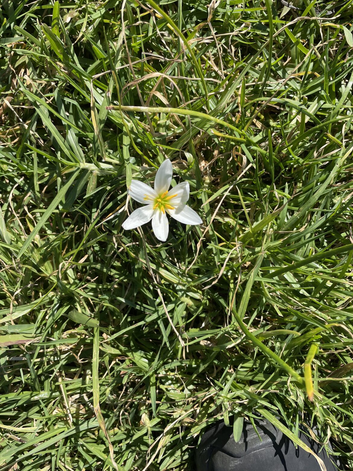 what’s this white flower?