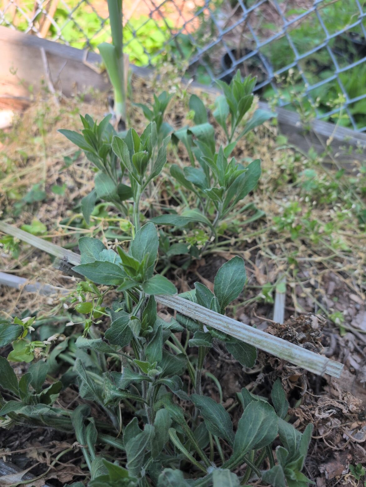 Neglected Raised Bed