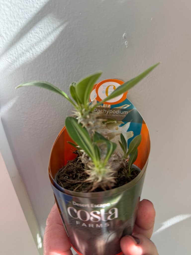 Walmart in the caudex game now???
