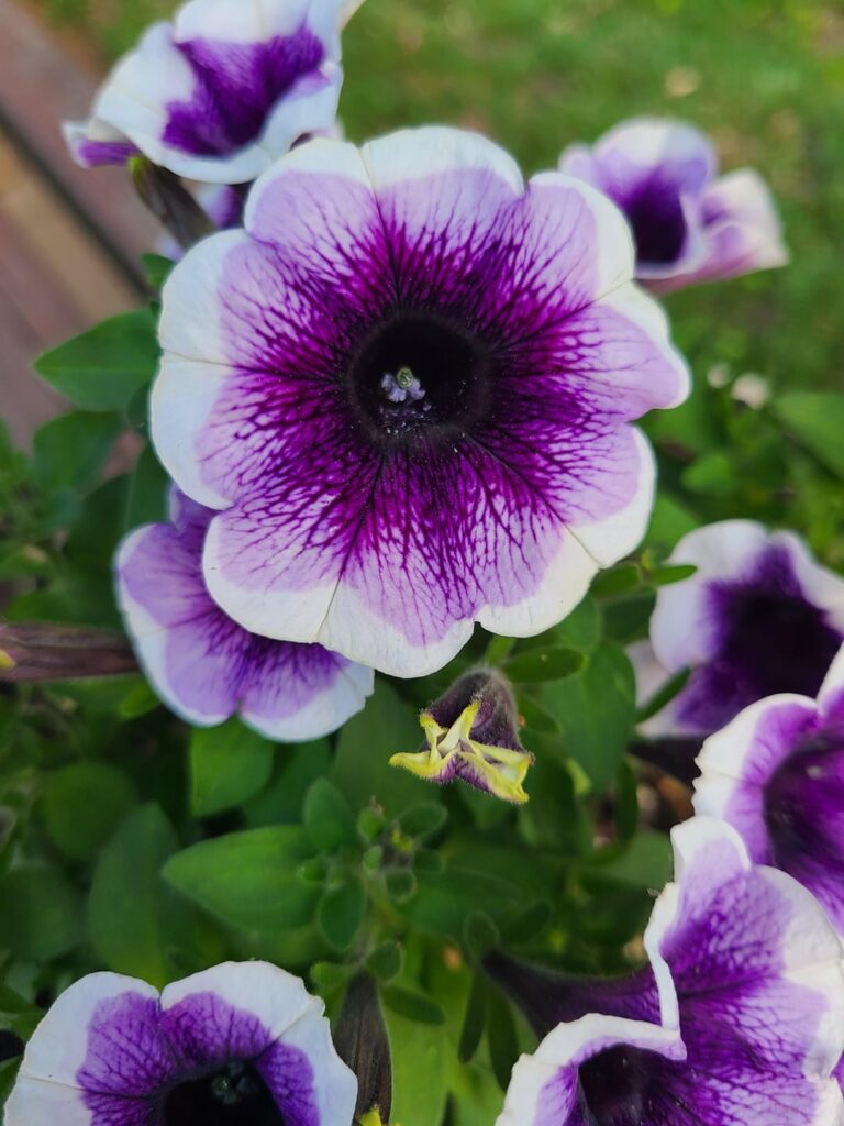 Took some pictures around my mom's garden