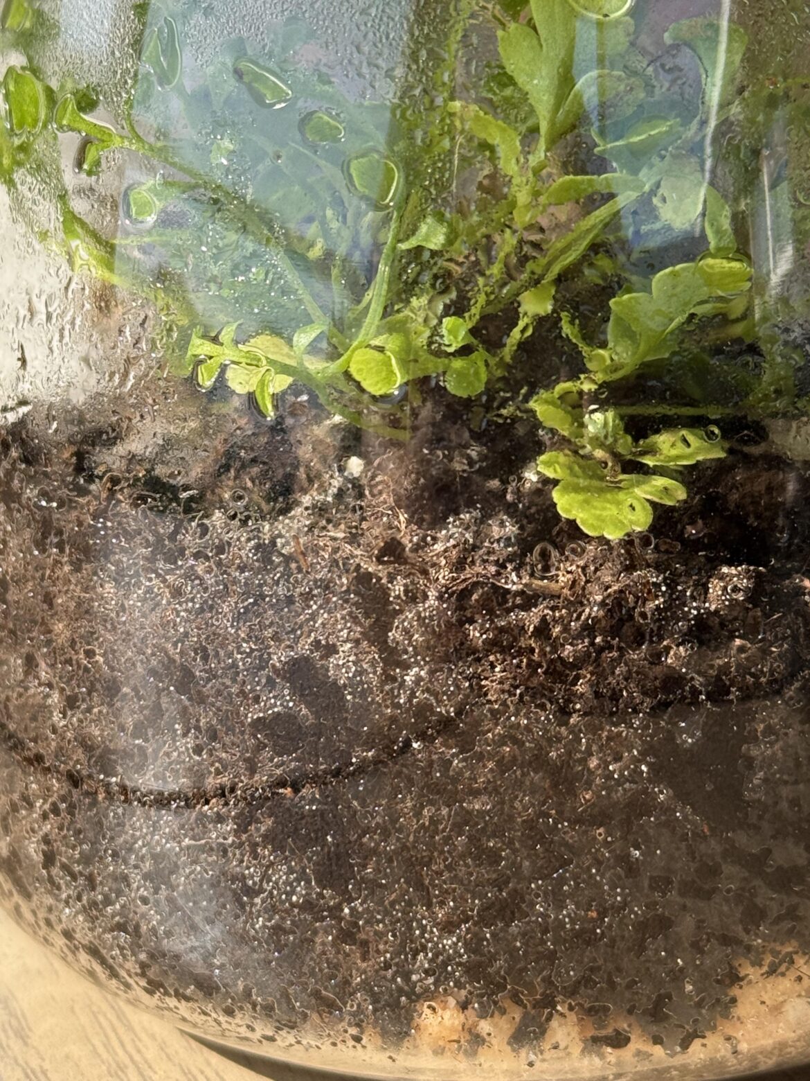 Please help! What are these white dots in the soil?? Any guesses??