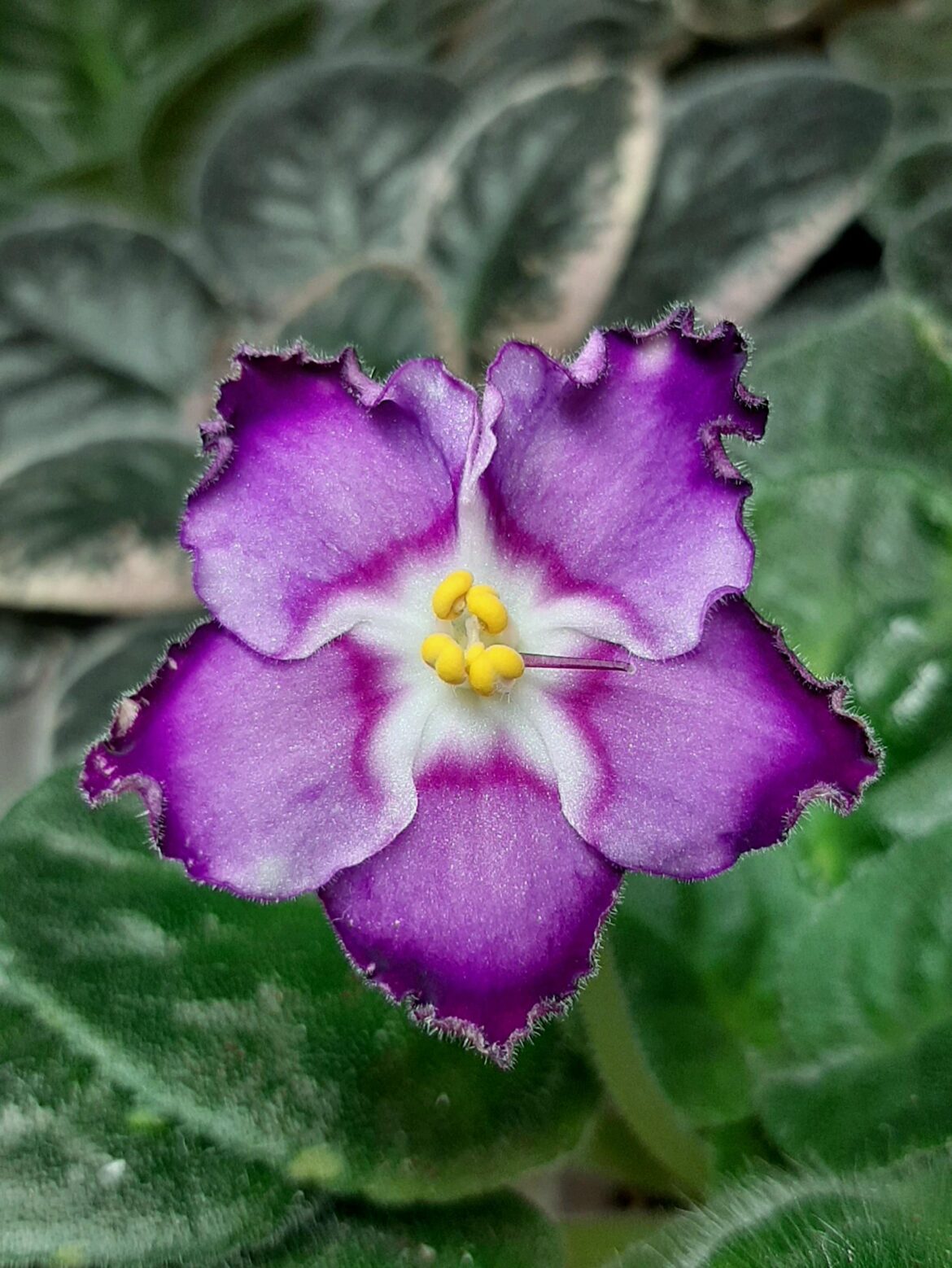 Baby's first bloom! I see some fantasy peas already 👀