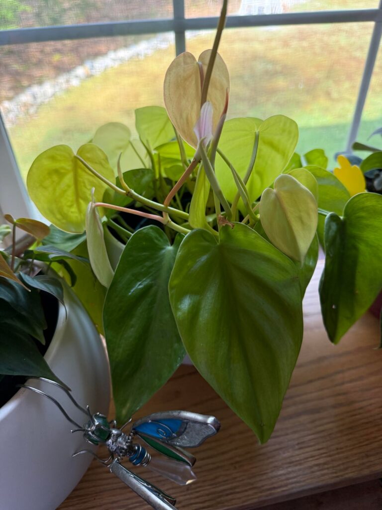 I love all of my trailing philodendron however this lemon lime, I am not familiar with