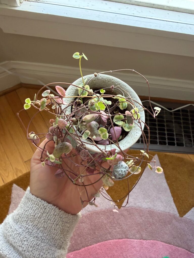Pink String of Hearts! Pink String of Hearts!