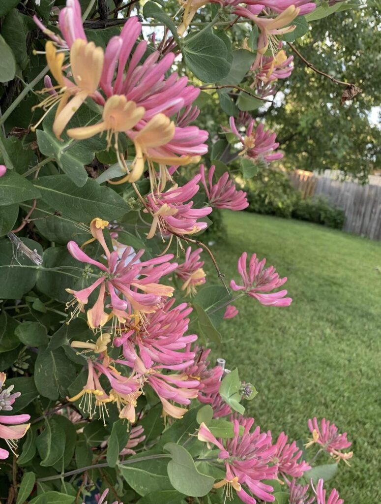 Saw these in my friends garden any ideas?