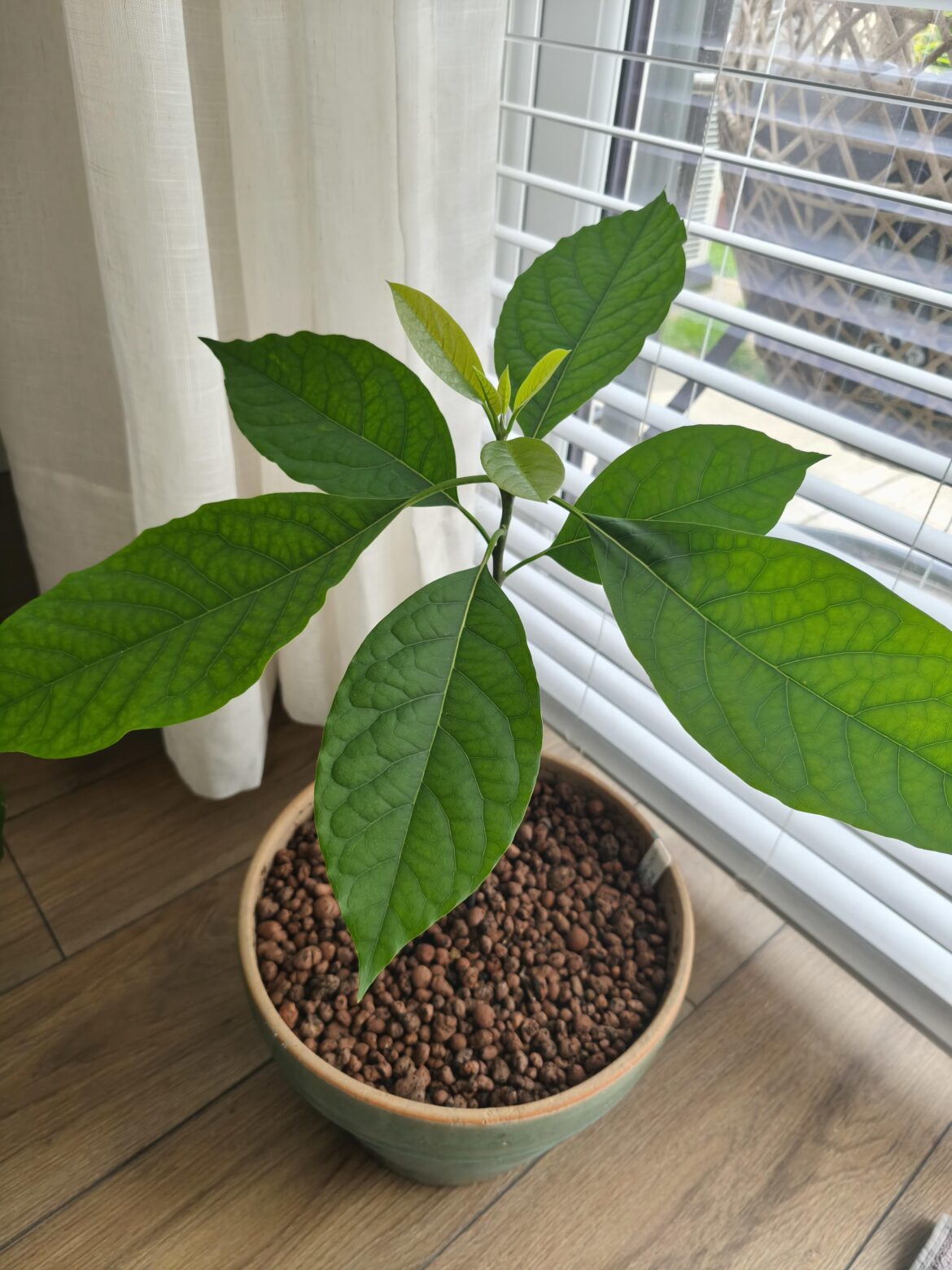 Avocado as a house plant.