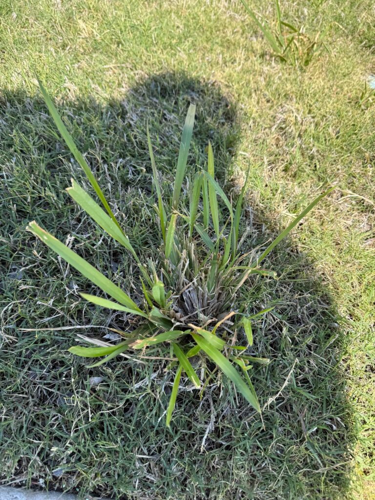 What is this and how to get rid of it?