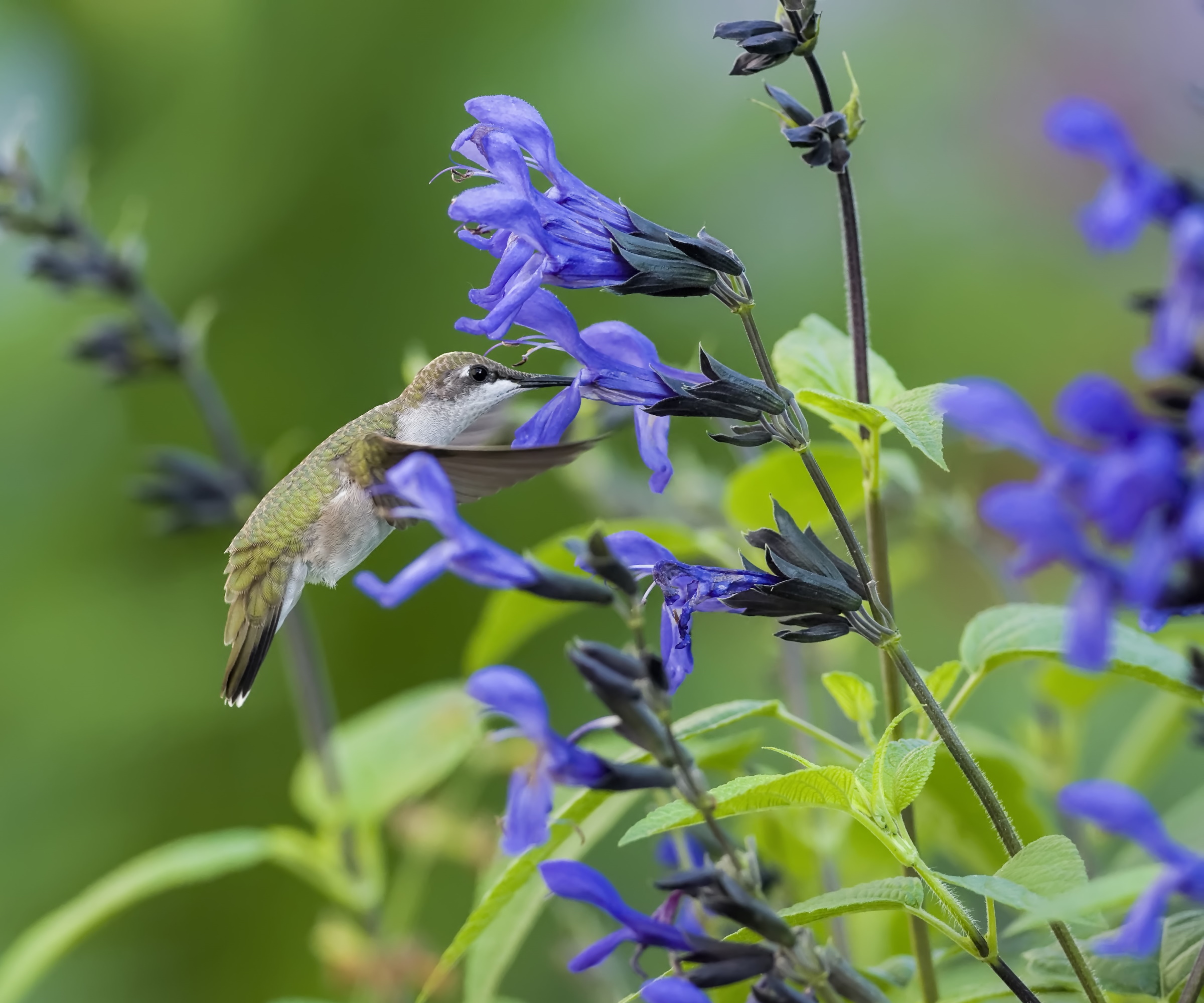 Savlia amistad with a hummingbird feeding on its nectar