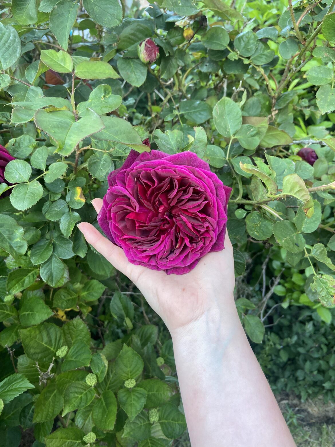 How to best look after this rose bush