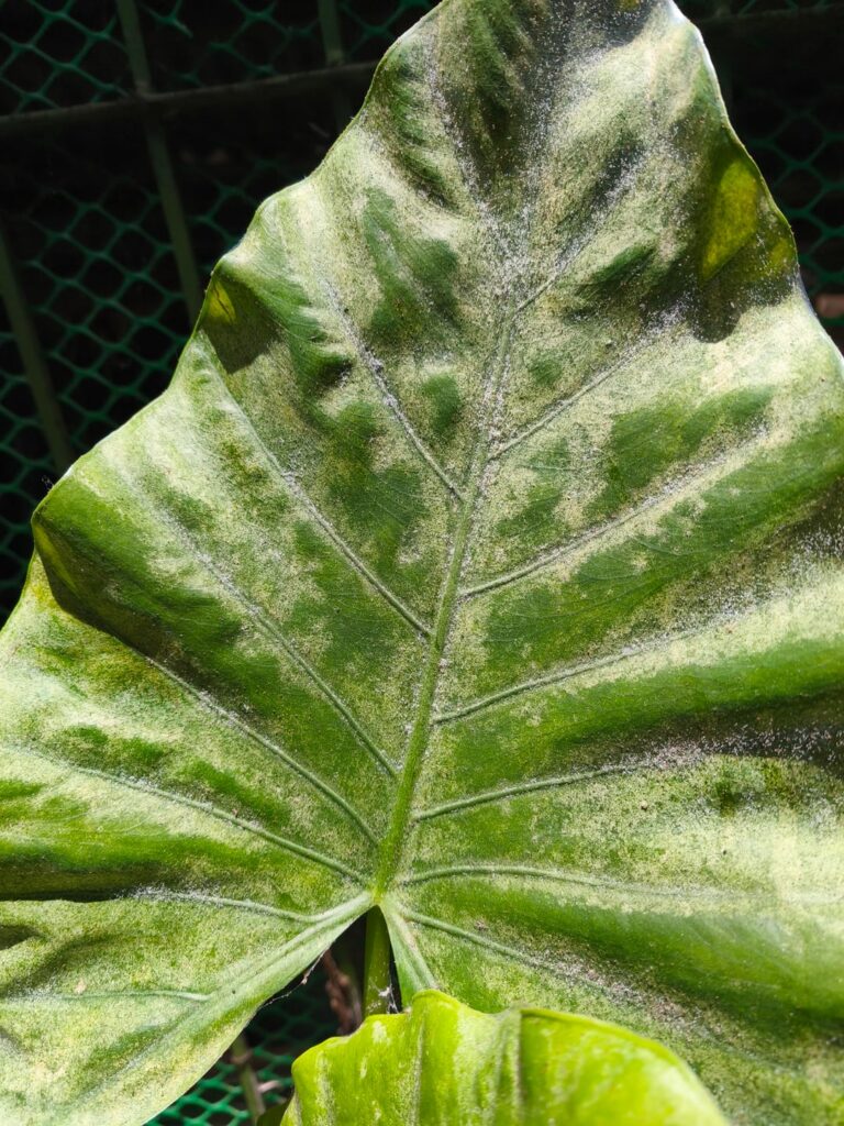 whats on my leaf?