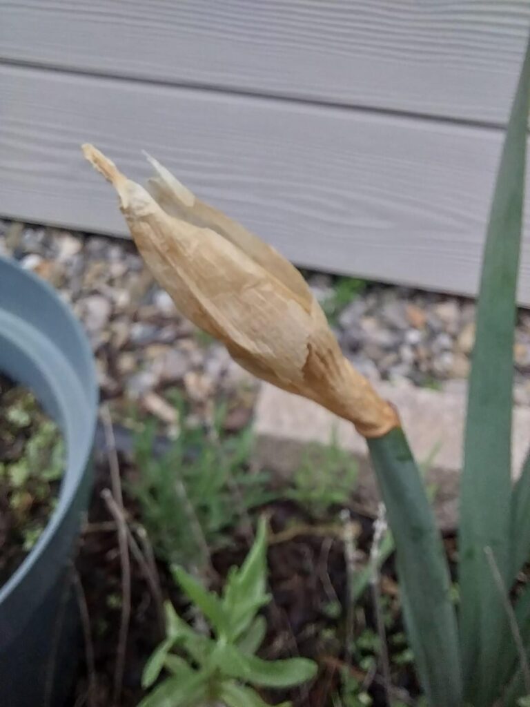 What's happened to this flower head?