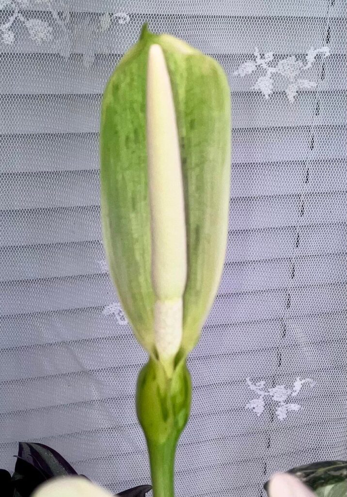 Variegated Frydek Bloom