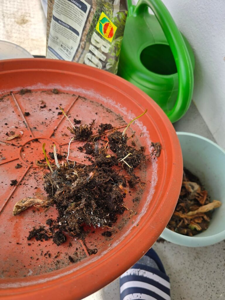 Sarracenia came back to life Sarracenia came back to life