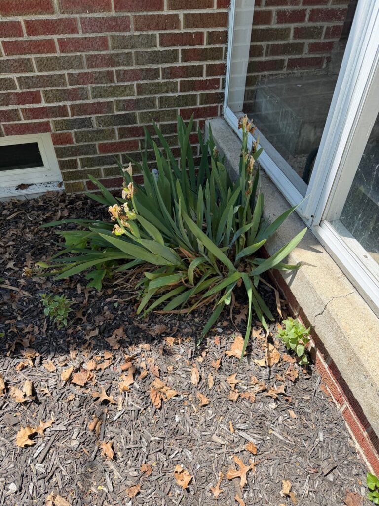 Mulchbed challenges Mulchbed challenges